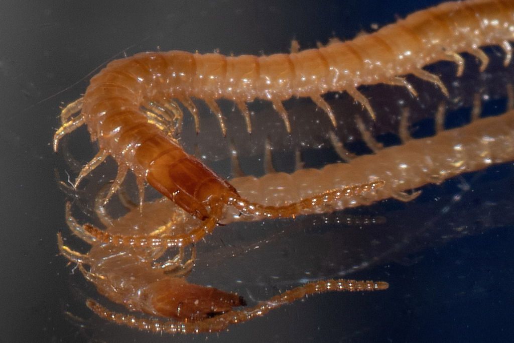 Geophilidae sp.